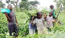 Uganda – Agricultura, uma oportunidade educativa para os jovens do “Don Bosco Kampala”