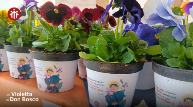 Italy – Don Bosco’s Violets: A Flower of Hope for the Youth